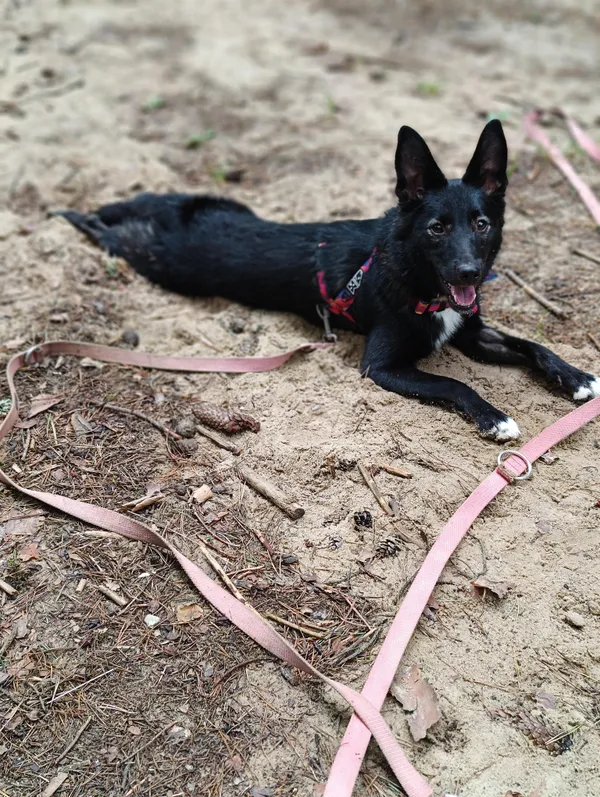 Pies do adopcji, Olsztyn, 8 lipca 2024 (4/5)