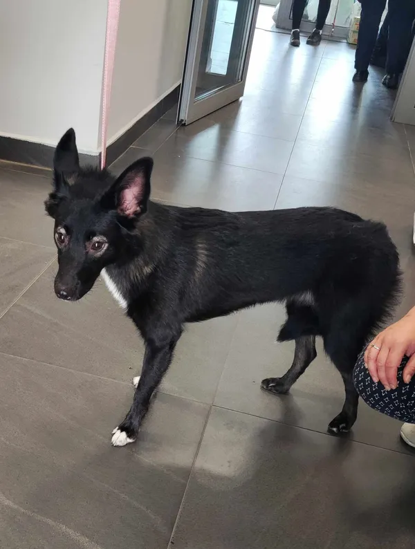 Pies do adopcji, Olsztyn, 8 lipca 2024 (5/5)