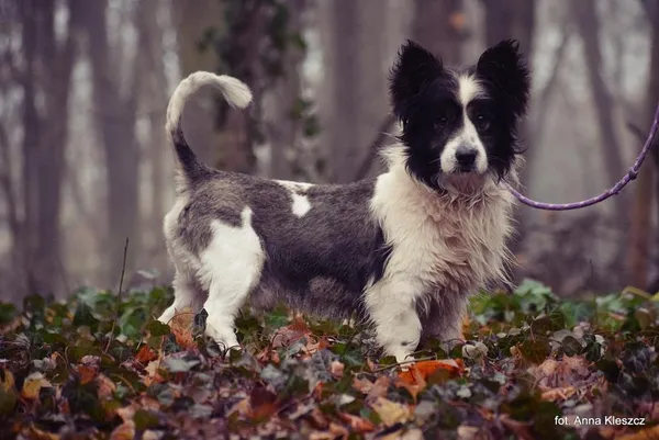 Znaleziono psa, Toruń, 11 listopada 2024