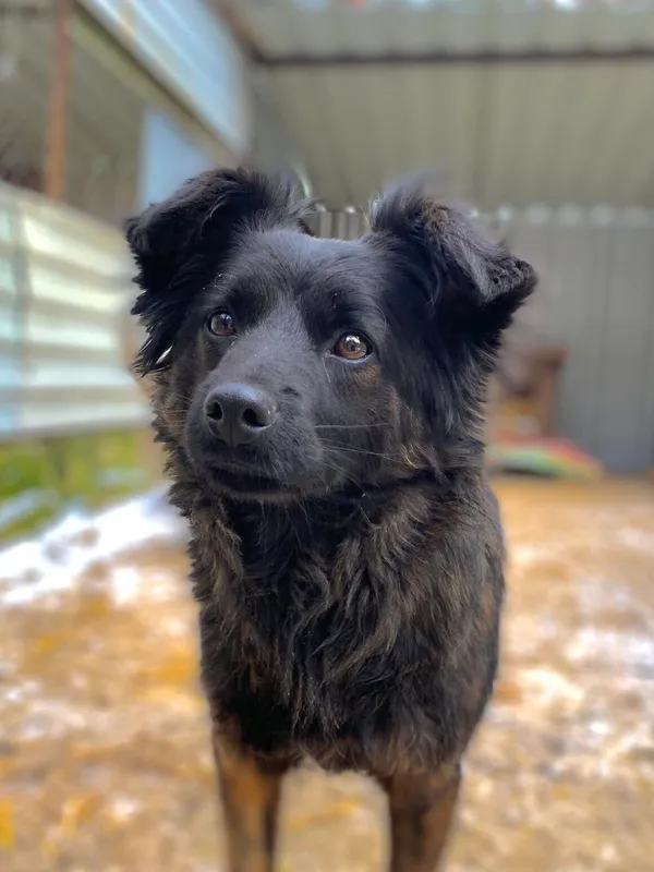 Pies do adopcji, Milanówek, 20 lutego 2025 (3/5)