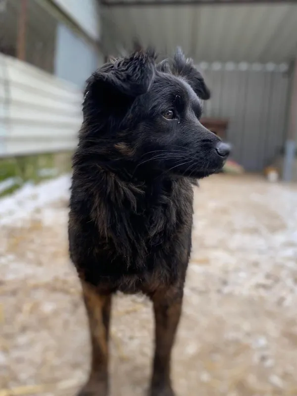 Pies do adopcji, Milanówek, 20 lutego 2025 (4/5)