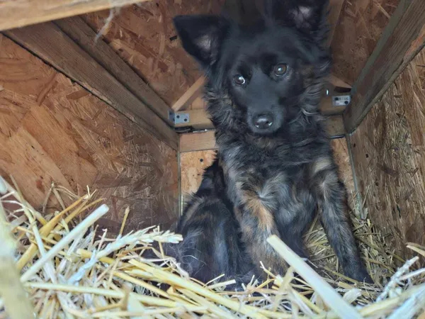 Pies do adopcji, Milanówek, 20 lutego 2025 (5/5)