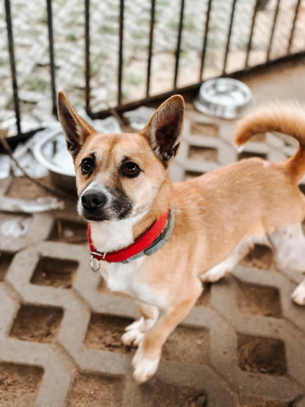 Pies do adopcji, Korabiewice, 26 grudnia 2024 (2/4)