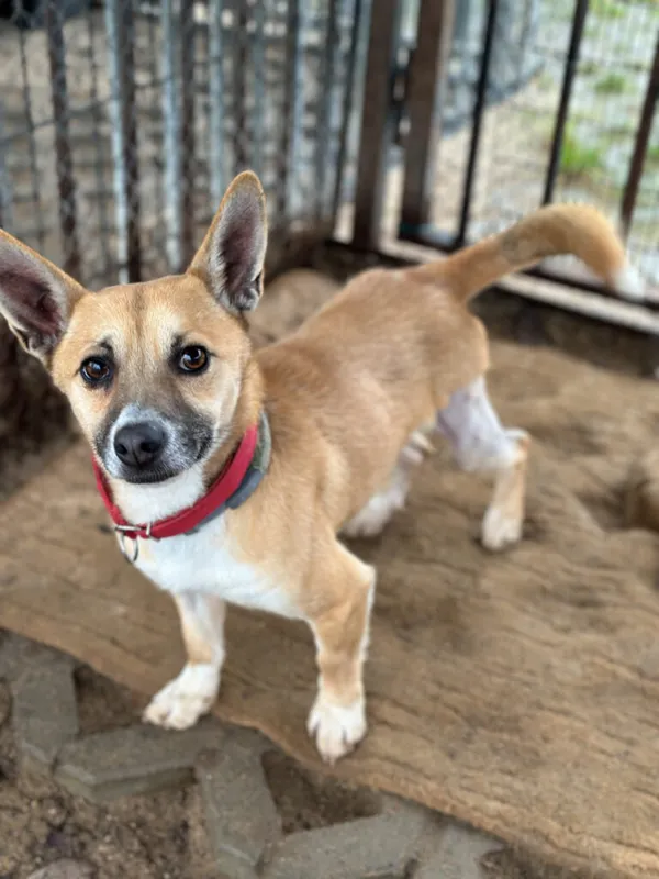 Pies do adopcji, Korabiewice, 26 grudnia 2024 (3/4)