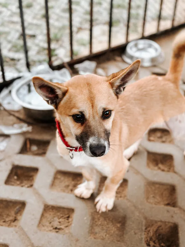 Pies do adopcji, Korabiewice, 26 grudnia 2024 (4/4)