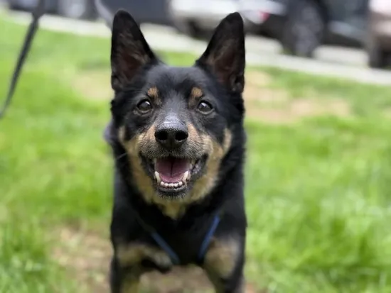 Pies do adopcji, Kraków, 12 grudnia 2024 (1/5)