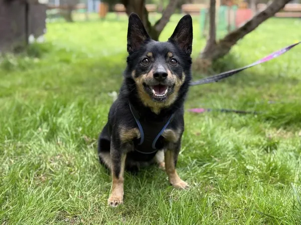 Pies do adopcji, Kraków, 12 grudnia 2024 (2/5)