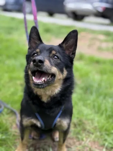 Pies do adopcji, Kraków, 12 grudnia 2024 (3/5)