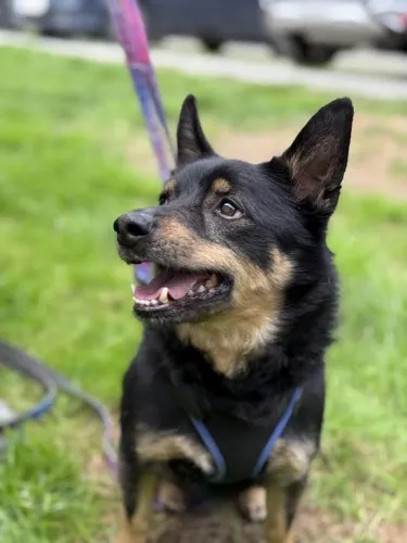 Pies do adopcji, Kraków, 12 grudnia 2024 (4/5)