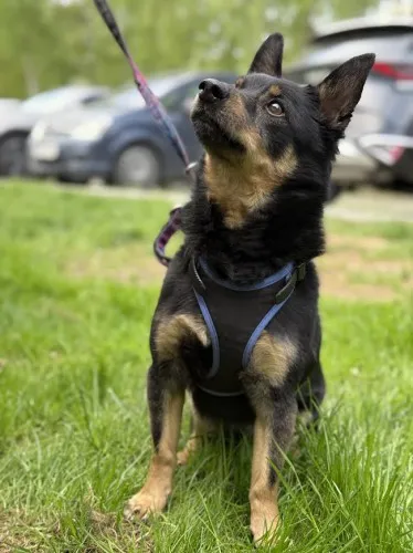 Pies do adopcji, Kraków, 12 grudnia 2024 (5/5)