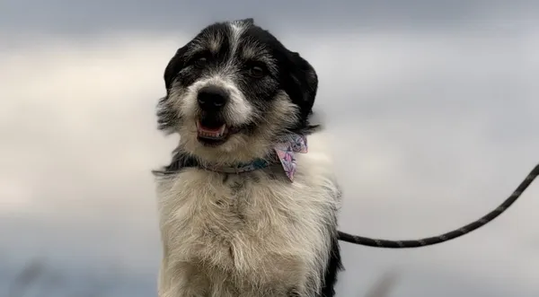 Pies do adopcji, Pieczyska, 27 grudnia 2024 (1/5)