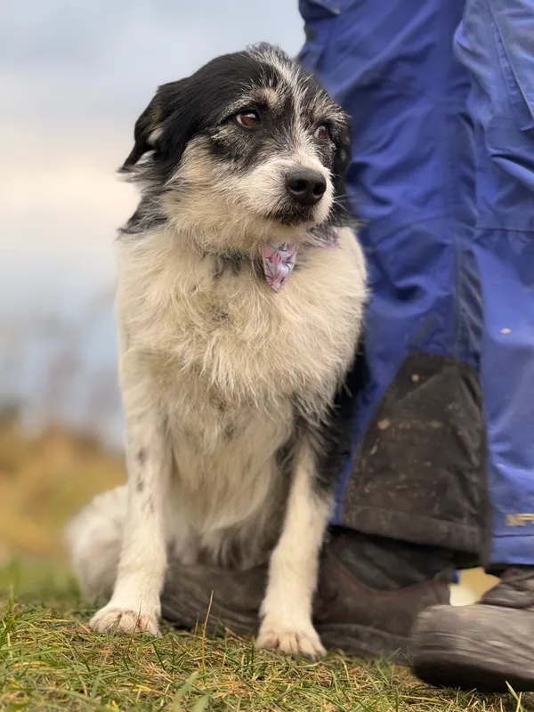 Pies do adopcji, Pieczyska, 27 grudnia 2024 (4/5)