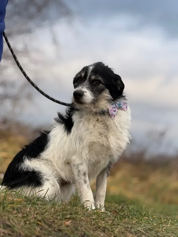 Pies do adopcji, Pieczyska, 27 grudnia 2024 (5/5)