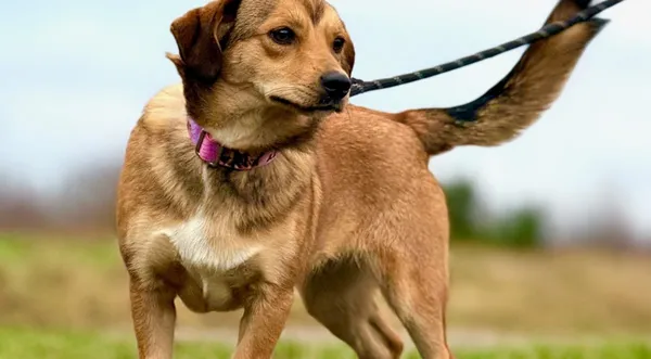 Pies do adopcji, Pieczyska, 27 grudnia 2024 (1/5)