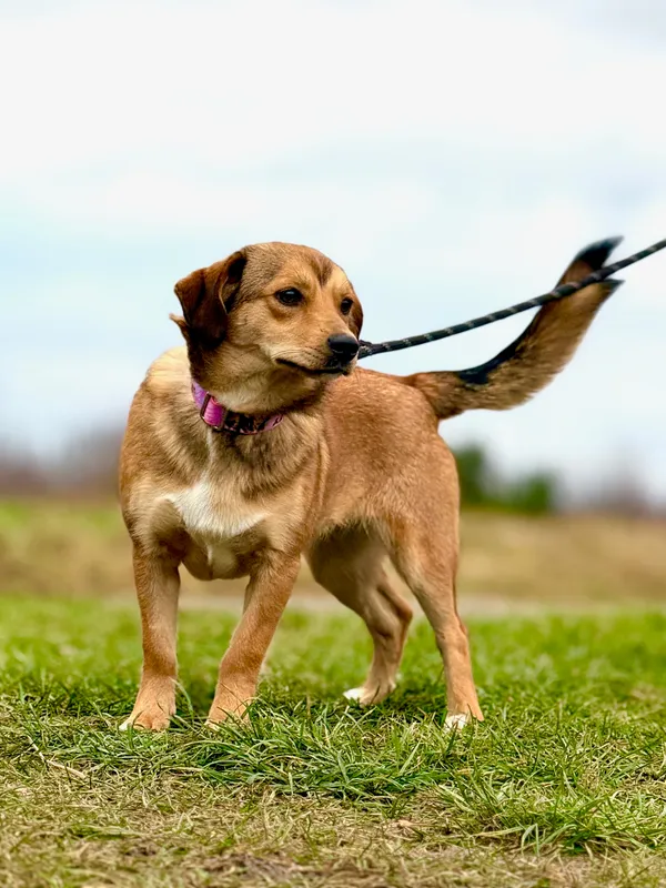 Pies do adopcji, Pieczyska, 27 grudnia 2024 (2/5)