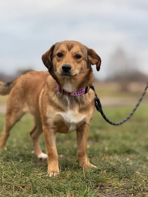 Pies do adopcji, Pieczyska, 27 grudnia 2024 (4/5)