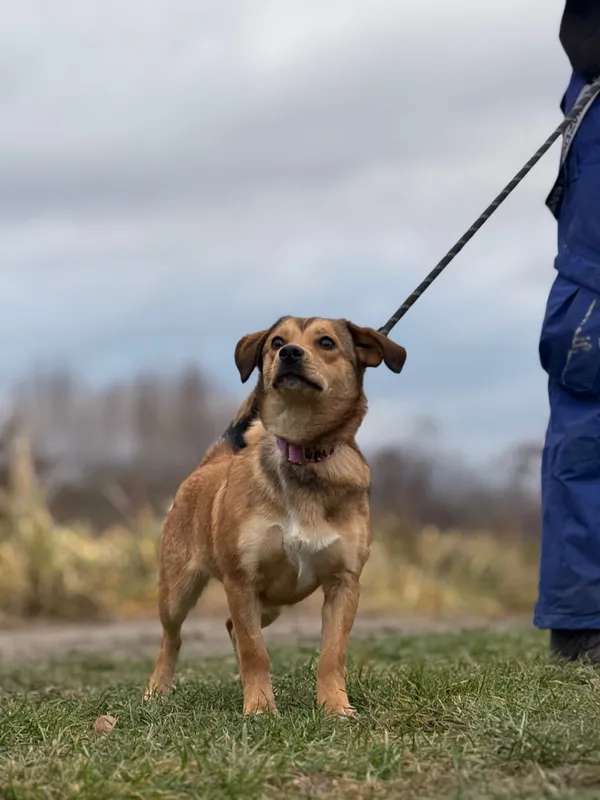 Pies do adopcji, Pieczyska, 27 grudnia 2024 (5/5)