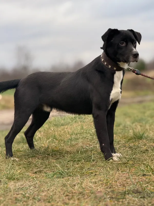 Pies do adopcji, Pieczyska, 27 grudnia 2024 (2/5)