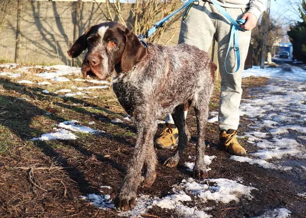 Znaleziono psa, Łódź, 27 grudnia 2024 (4/5)
