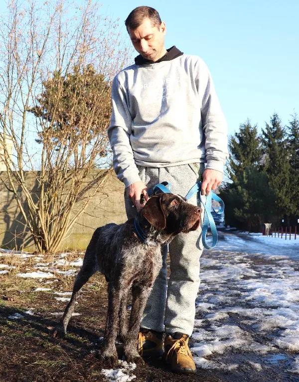 Znaleziono psa, Łódź, 27 grudnia 2024 (5/5)