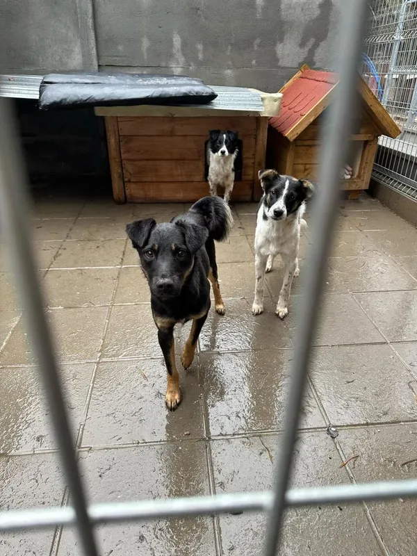 Pies do adopcji, Rytlów, 27 grudnia 2024