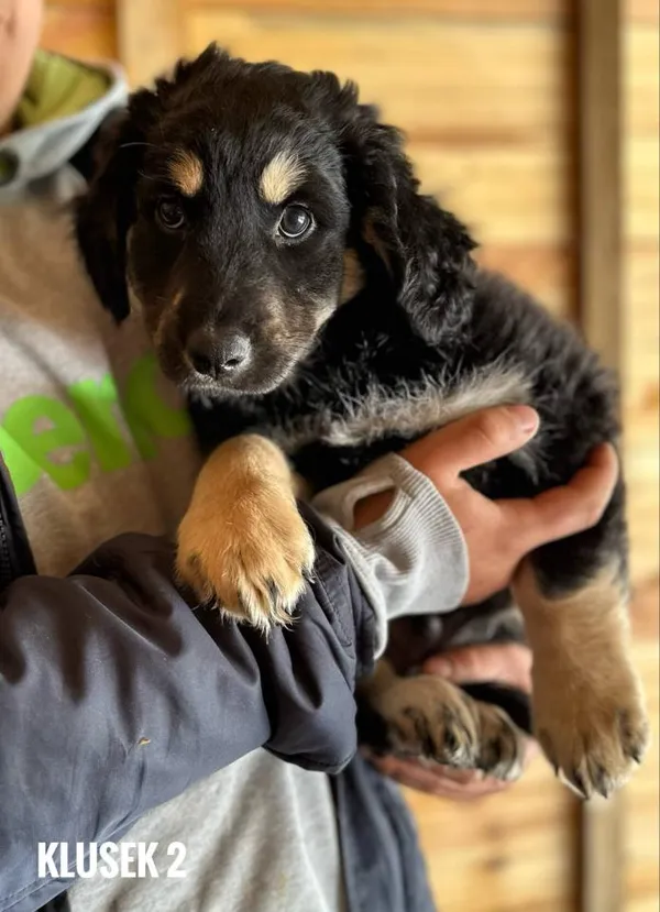 Pies do adopcji, Rytlów, 21 maja 2025 (2/3)
