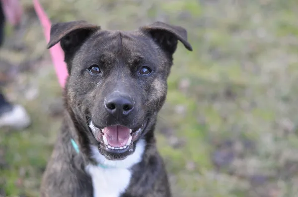 Pies do adopcji, Olsztyn, 20 grudnia 2024 (2/5)