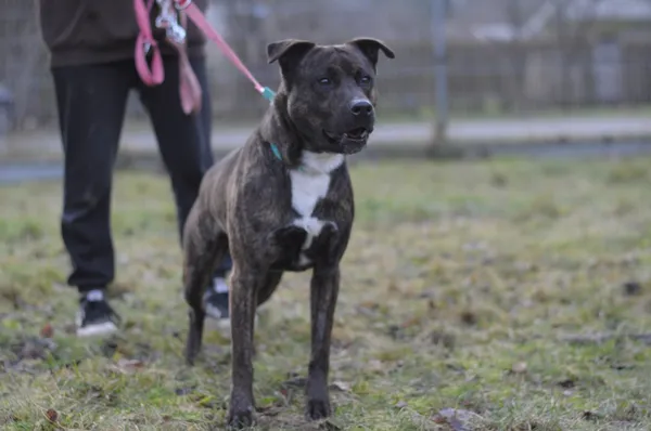 Pies do adopcji, Olsztyn, 20 grudnia 2024 (3/5)