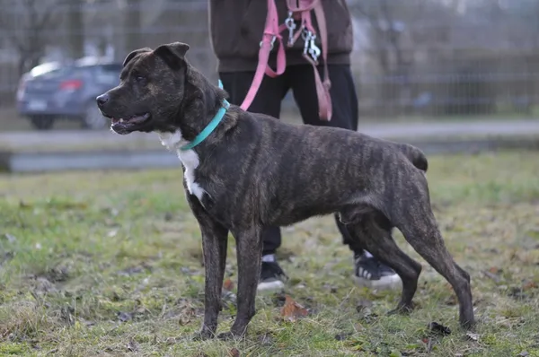 Pies do adopcji, Olsztyn, 20 grudnia 2024 (4/5)