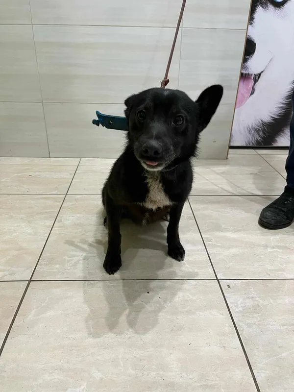 Znaleziono psa, Czartki, 27 grudnia 2024