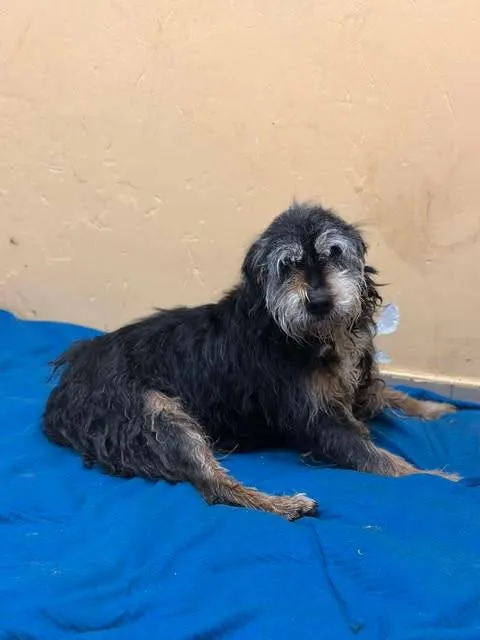 Znaleziono psa, Grudziądz, 27 grudnia 2024