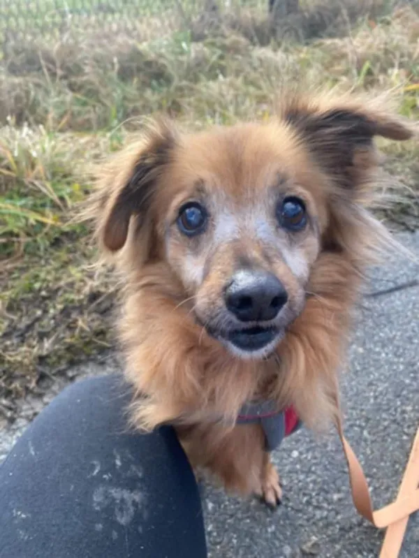 Znaleziono psa, Żywiec, 26 grudnia 2024 (1/5)