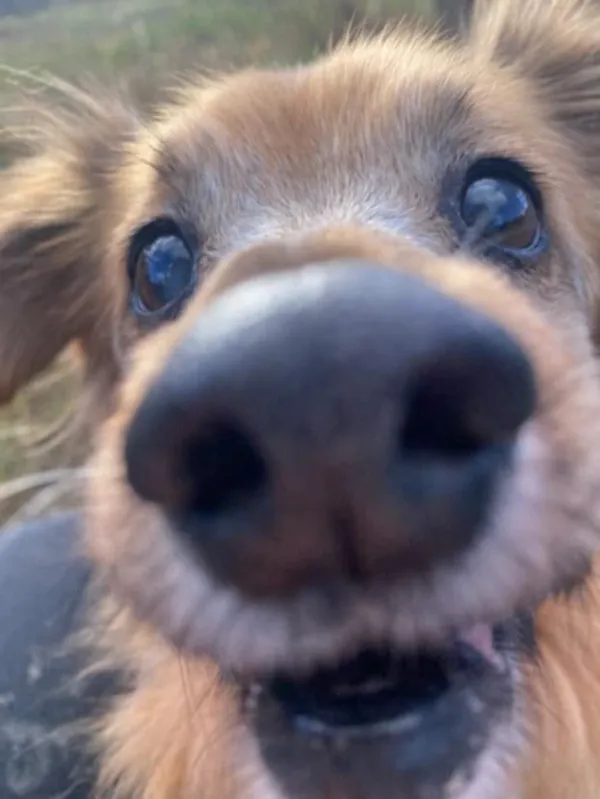 Znaleziono psa, Żywiec, 26 grudnia 2024 (2/5)