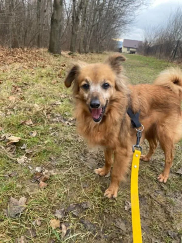 Znaleziono psa, Żywiec, 26 grudnia 2024 (4/5)