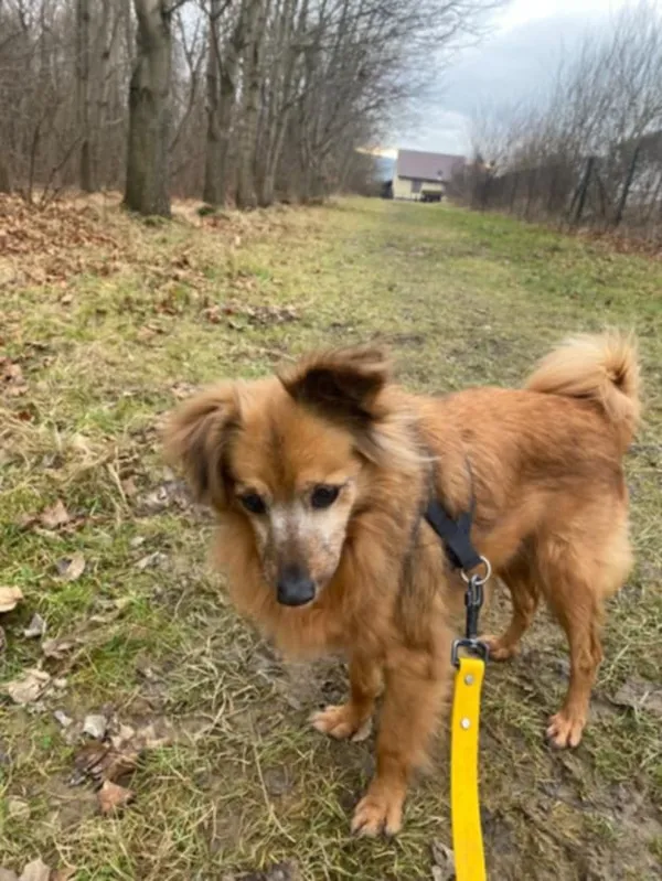 Znaleziono psa, Żywiec, 26 grudnia 2024 (5/5)