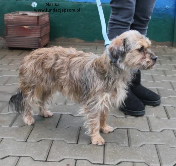 Pies do adopcji, Nowy Dwór Mazowiecki, 28 grudnia 2024 (3/5)