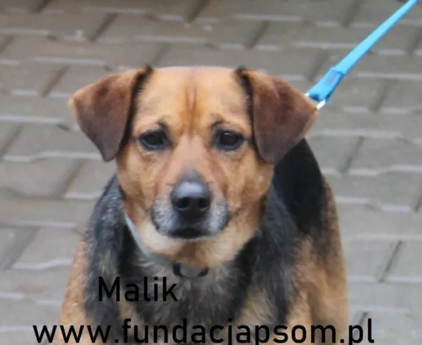 Pies do adopcji, Nowy Dwór Mazowiecki, 27 grudnia 2024 (1/5)