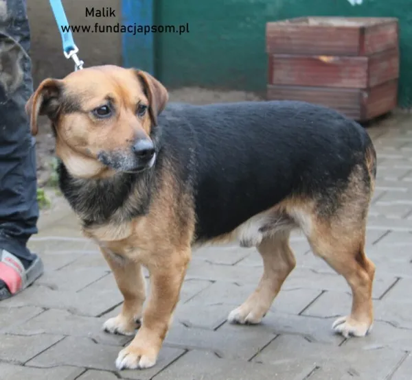 Pies do adopcji, Nowy Dwór Mazowiecki, 27 grudnia 2024 (3/5)