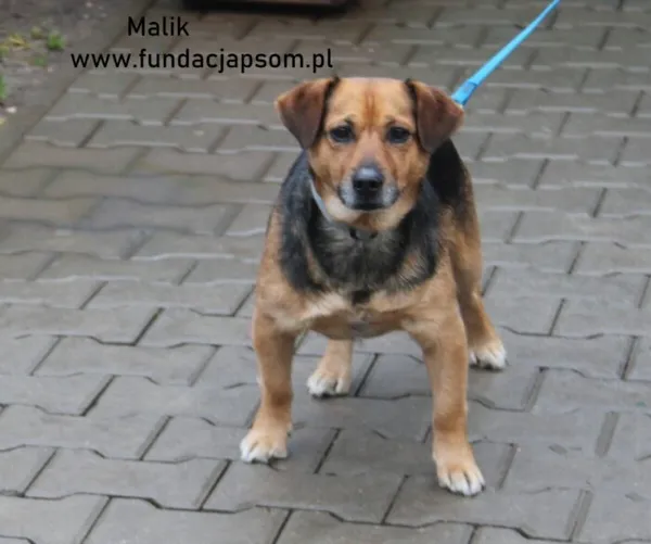 Pies do adopcji, Nowy Dwór Mazowiecki, 27 grudnia 2024 (4/5)