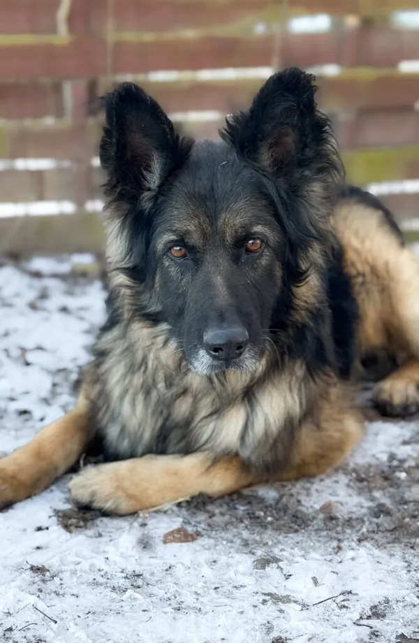 Pies do adopcji, Korabiewice, 28 listopada 2024 (1/5)