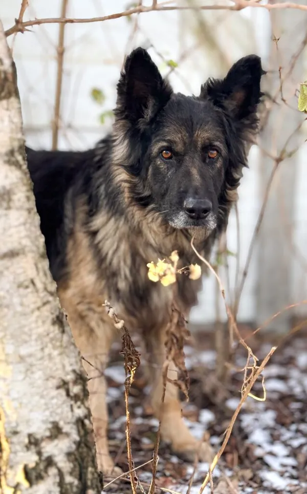 Pies do adopcji, Korabiewice, 28 listopada 2024 (2/5)