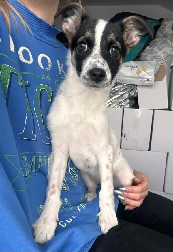 Pies do adopcji, Korabiewice, 28 listopada 2024 (1/5)