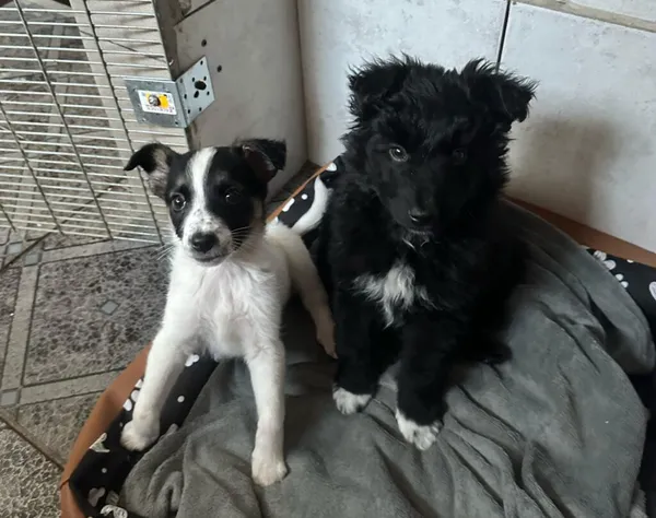 Pies do adopcji, Korabiewice, 28 listopada 2024 (5/5)