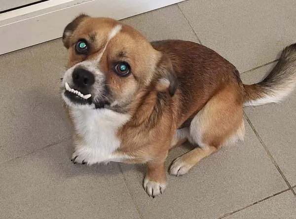 Znaleziono psa, Lublin, 26 grudnia 2024