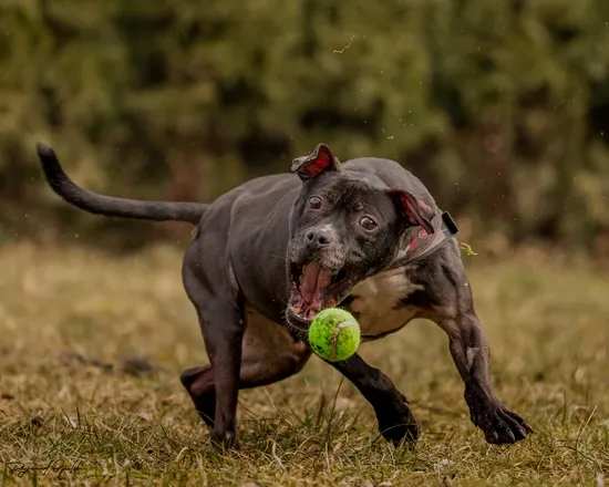 Pies do adopcji, Kraków, 14 grudnia 2024 (3/5)