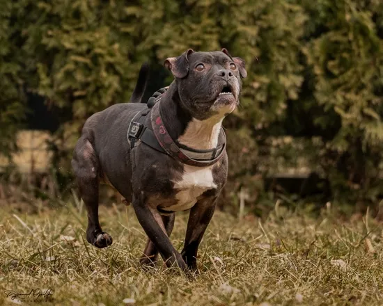 Pies do adopcji, Kraków, 14 grudnia 2024 (4/5)