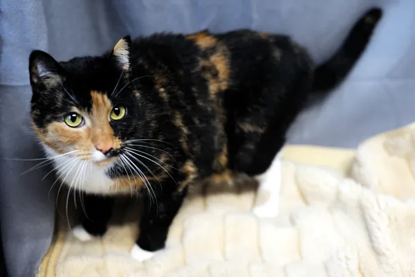 Znaleziono kota, Sosnowiec, 19 grudnia 2024 (1/5)