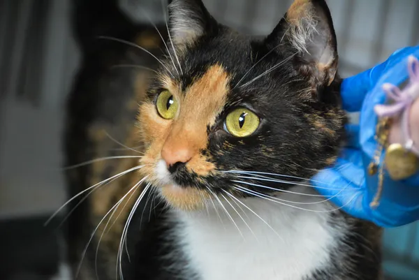 Znaleziono kota, Sosnowiec, 19 grudnia 2024 (4/5)