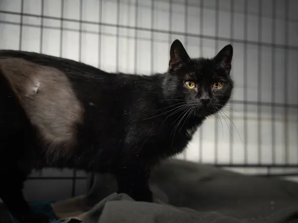 Znaleziono kota, Sosnowiec, 22 grudnia 2024 (2/5)