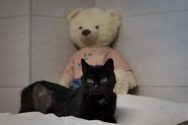 Znaleziono kota, Sosnowiec, 22 grudnia 2024 (4/5)